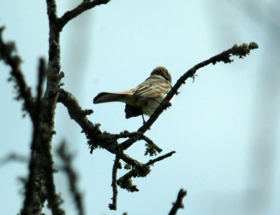 325nealscooks 074greatcrestedflycatcher.jpg