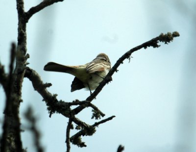 325nealscooks 075greatcrestedflycatcher.jpg