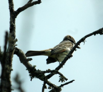 325nealscooks 076greatcrestedflycatcher.jpg