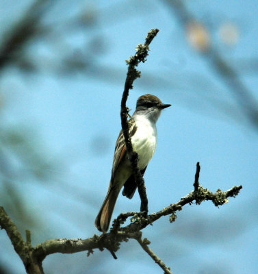 325nealscooks 077greatcrestedflycatcher.jpg