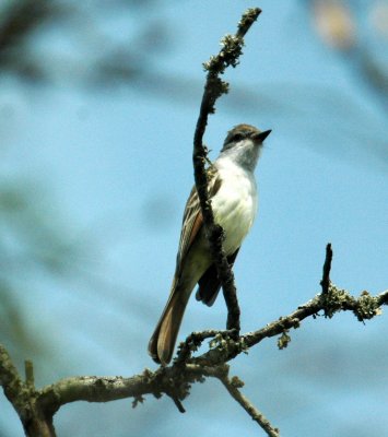 325nealscooks 078greatcrestedflycatcher.jpg
