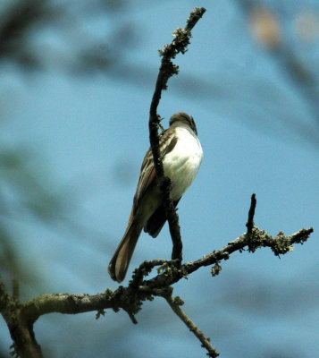 325nealscooks 079greatcrestedflycatcher.jpg