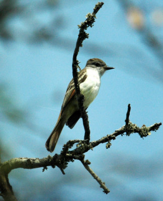 325nealscooks 080greatcrestedflycatcher.jpg