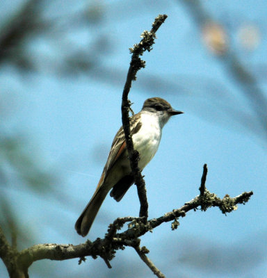 325nealscooks 081greatcrestedflycatcher.jpg