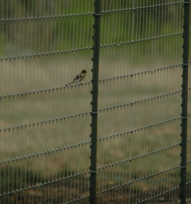 325nealscooks 082easternphoebe.jpg