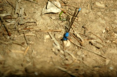 325nealscooks 084blue-fronteddancer.jpg