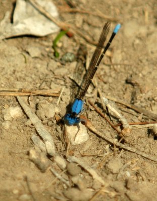 325nealscooks 085bluefronteddancer.jpg