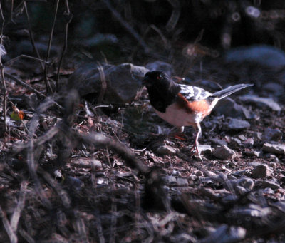 331sportsNeals 386spottedtowhee.jpg