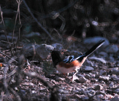 331sportsNeals 387spottedtowhee.jpg