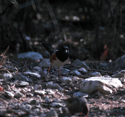331sportsNeals 393spottedtowhee.jpg