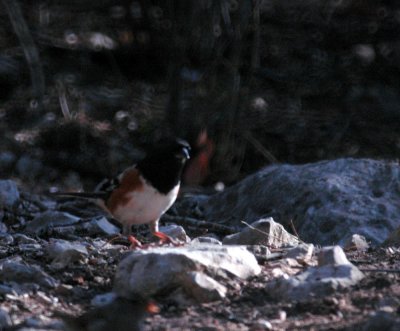 331sportsNeals 394spottedtowhee.jpg
