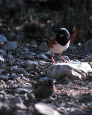 331sportsNeals 395spottedtowhee.jpg