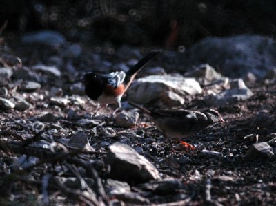 331sportsNeals 397spottedtowhee.jpg