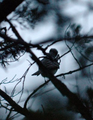 41neals 002ashthroatedflycatcher.jpg