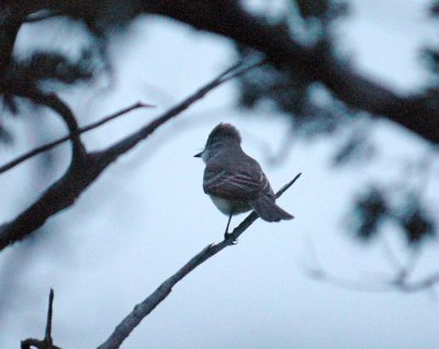 41neals 003ashthroatedflycatcher.jpg