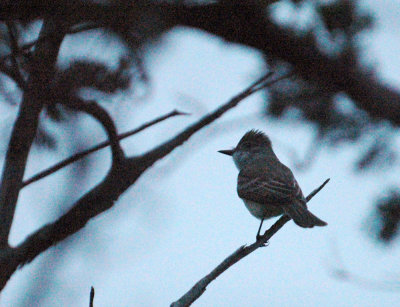 41neals 004ashthroatedflycatcher.jpg