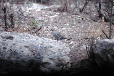 41neals 064whitewinged.jpg