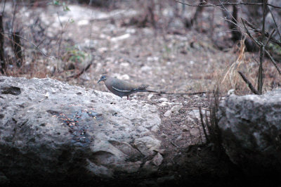 41neals 065whitewinged.jpg