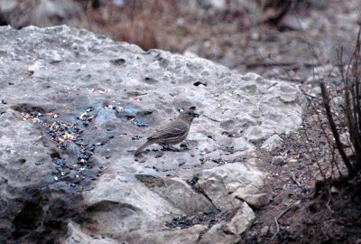 41neals 077housefinch.jpg