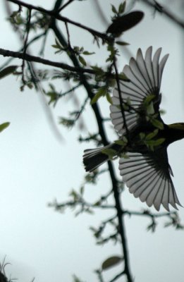 Endangered Species...Golden-cheeked Warbler 2011