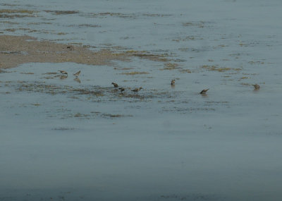 46nealsfishhatch 106leastSandpipers.jpg