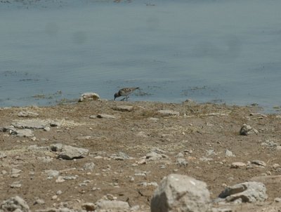 46nealsfishhatch 107leastSandpiper.jpg
