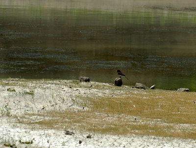 46nealsfishhatch 119blackPhoebe.jpg