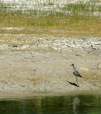 46nealsfishhatch 121greateryellowlegs.jpg