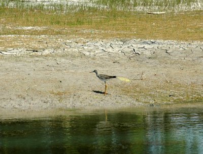 46nealsfishhatch 122greateryellowlegs.jpg