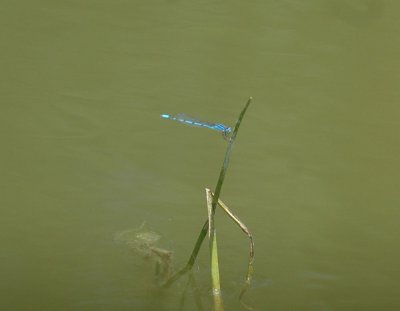 46nealsfishhatch 126familiarbluit.jpg