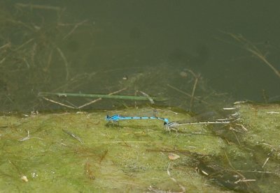 46nealsfishhatch 128familiarbluit.jpg