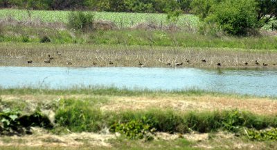 46nealsfishhatch 136waterflowl.jpg