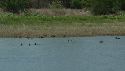 46nealsfishhatch 138waterflowl.jpg