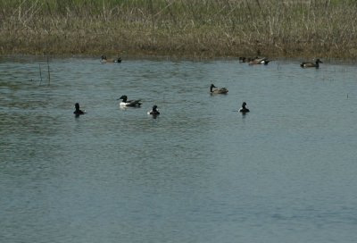 46nealsfishhatch 140lesserScaup.jpg