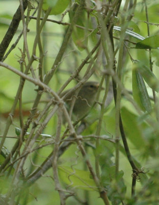 47NealsCooksFH 027oliveSparrow.jpg