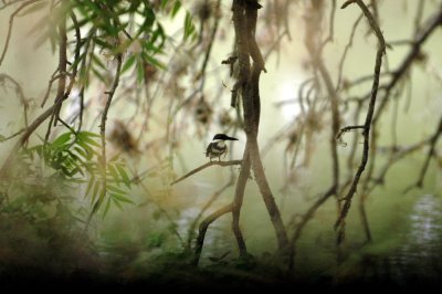 47NealsCooksFH 035GreenKingfisher.jpg