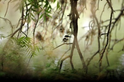 47NealsCooksFH 036greenKingfisher.jpg