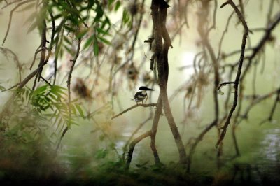 47NealsCooksFH 037greenKingfisher.jpg