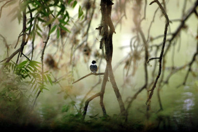 47NealsCooksFH 038GreenKingfisher.jpg
