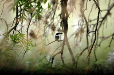 47NealsCooksFH 040greenKingfisher.jpg