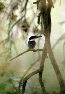 47NealsCooksFH 041greenKingfisher.jpg