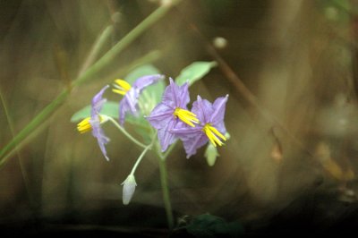 47NealsCooksFH 042SilverLeafNightShade.jpg