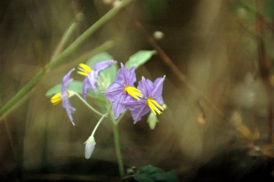 47NealsCooksFH 043SilverLeafNightShade.jpg