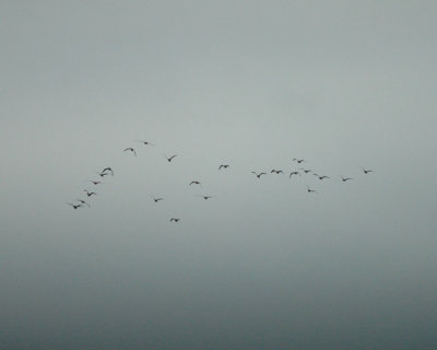 47NealsCooksFH 044blackbelliedwhistlingduck.jpg