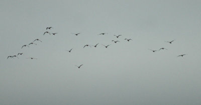 47NealsCooksFH 045blackbellied whistlingducks.jpg