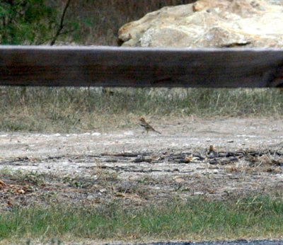 47NealsCooksFH 063LarkSparrows.jpg