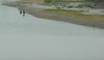 47NealsCooksFH 070FishGreaterYellowlegs.jpg