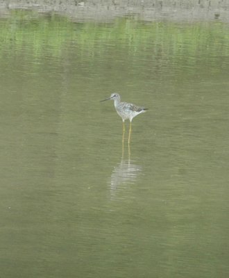 47NealsCooksFH 077greaterYellowlegs.jpg