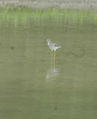 47NealsCooksFH 079greaterYellowlegs.jpg