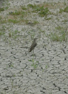 47NealsCooksFH 080mockingbird.jpg